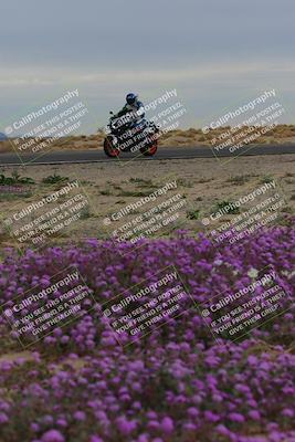 media/Jan-14-2023-SoCal Trackdays (Sat) [[497694156f]]/Turn 14 Exit Bloomig (145pm)/